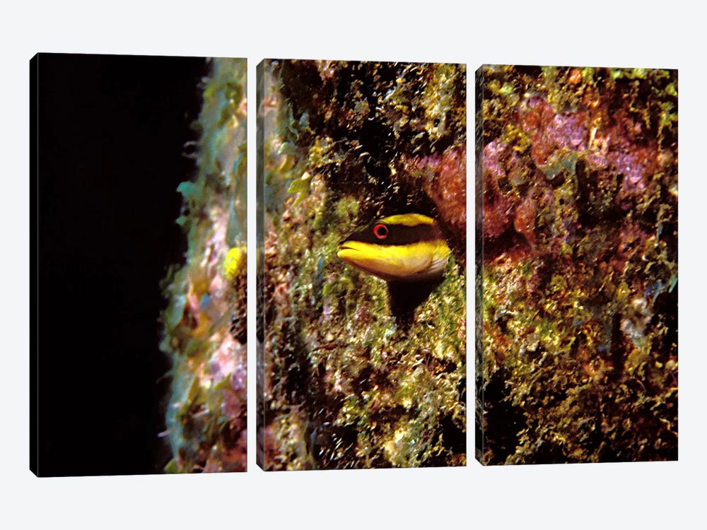 Wrasse blenny in coral wall in the sea by Panoramic Images 3-piece Canvas Print