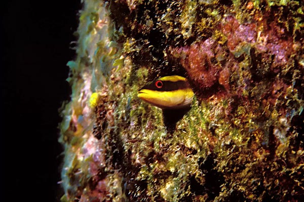 Coral: Wrasse blenny in coral wall in the sea by Panoramic Images