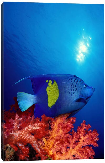 Yellow-Banded angelfish (Pomacanthus maculosus) with soft corals in the ocean Canvas Art Print - Pantone Living Coral 2019