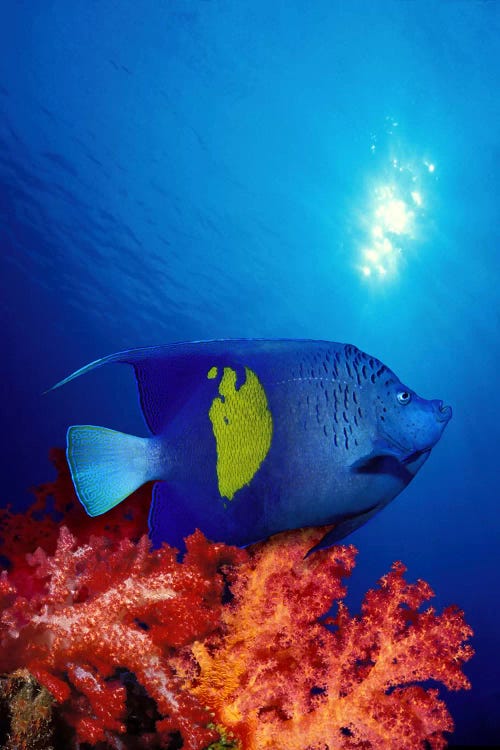 Yellow-Banded angelfish (Pomacanthus maculosus) with soft corals in the ocean