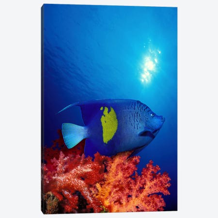 Yellow-Banded angelfish (Pomacanthus maculosus) with soft corals in the ocean Canvas Print #PIM7695} by Panoramic Images Canvas Print