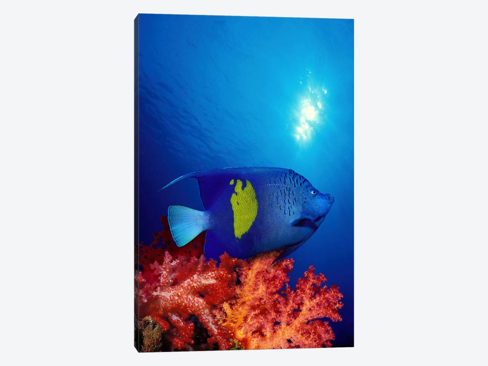 Yellow-Banded angelfish (Pomacanthus maculosus) with soft corals in the ocean by Panoramic Images 1-piece Canvas Wall Art
