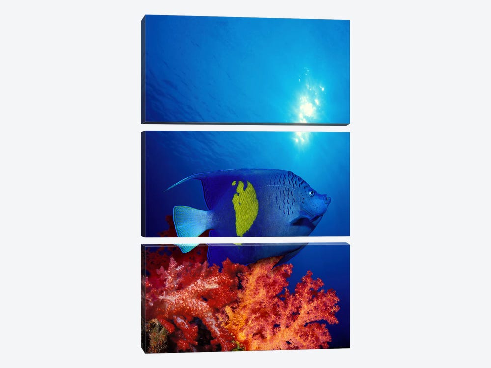 Yellow-Banded angelfish (Pomacanthus maculosus) with soft corals in the ocean by Panoramic Images 3-piece Canvas Wall Art