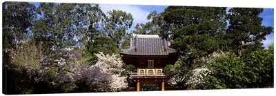 Cherry Blossom trees in a garden, Japanese Tea Garden, Golden Gate Park, San Francisco, California, USA Canvas Art Print - Cherry Tree Art