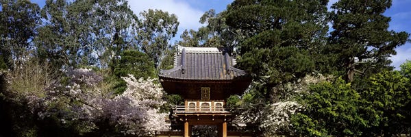Cherry Trees: Cherry Blossom trees in a garden, Japanese Tea Garden, Golden Gate Park, San Francisco, California, USA by Panoramic Images