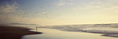 Flock of seagulls flying above a woman on the beach, San Francisco, California, USA by Panoramic Images canvas print
