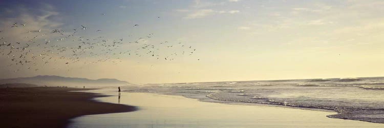 Flock of seagulls flying above a woman on the beach, San Francisco, California, USA