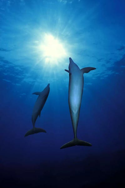 Bottle-Nosed dolphins (Tursiops truncatus) in the sea by Panoramic Images framed canvas print