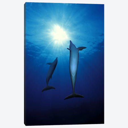 Bottle-Nosed dolphins (Tursiops truncatus) in the sea Canvas Print #PIM7753} by Panoramic Images Art Print