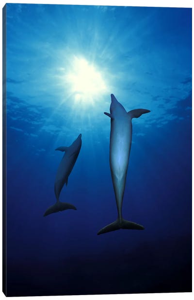 Bottle-Nosed dolphins (Tursiops truncatus) in the sea Canvas Art Print - Pantone 2020 Classic Blue