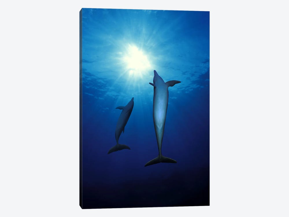 Bottle-Nosed dolphins (Tursiops truncatus) in the sea by Panoramic Images 1-piece Art Print