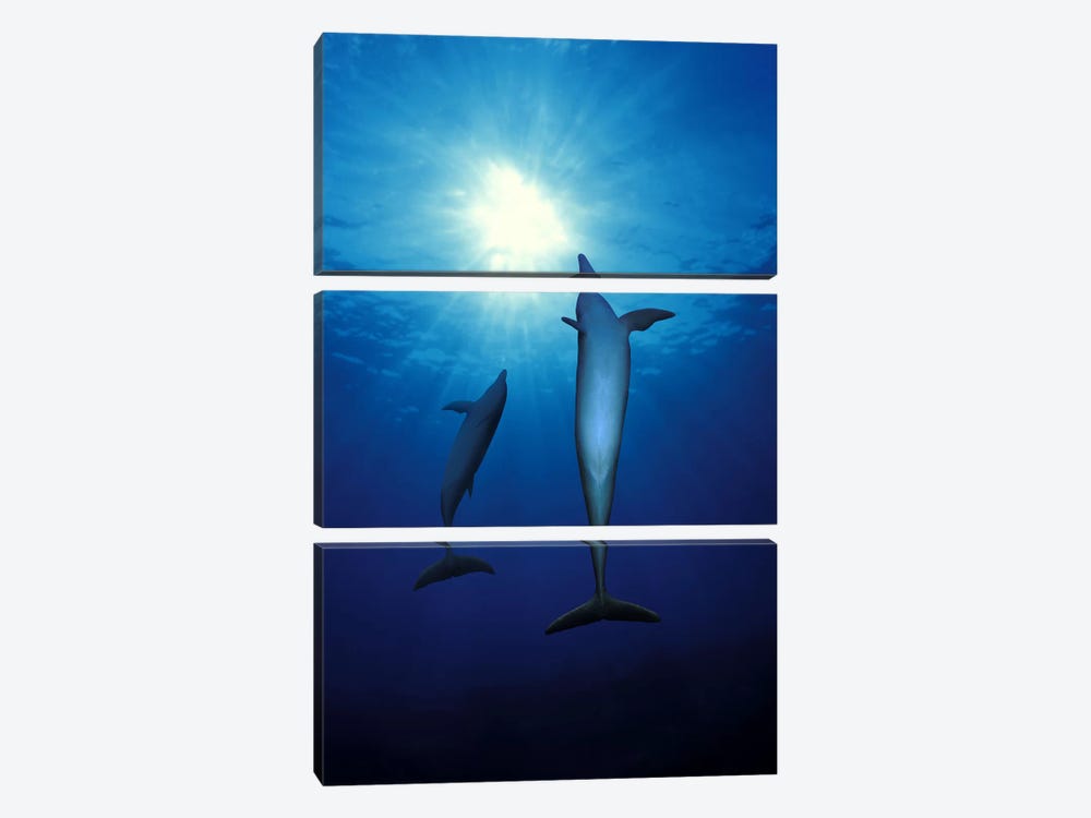 Bottle-Nosed dolphins (Tursiops truncatus) in the sea by Panoramic Images 3-piece Canvas Art Print