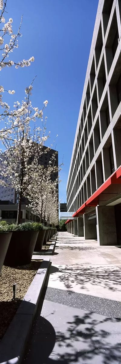 Blooming tree in the business districtDowntown San Jose, San Jose, Santa Clara County, California, USA by Panoramic Images canvas print