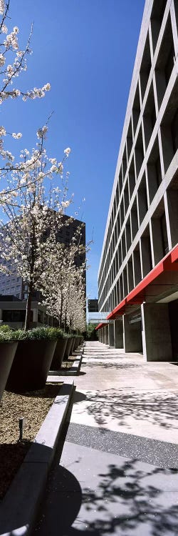 Blooming tree in the business districtDowntown San Jose, San Jose, Santa Clara County, California, USA