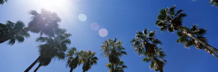 Low angle view of palm trees, Downtown San Jose, San Jose, Santa Clara County, California, USA