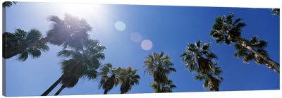 Low angle view of palm trees, Downtown San Jose, San Jose, Santa Clara County, California, USA Canvas Art Print - San Jose