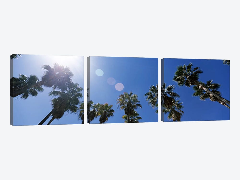 Low angle view of palm trees, Downtown San Jose, San Jose, Santa Clara County, California, USA by Panoramic Images 3-piece Canvas Art