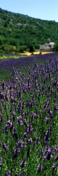 Lavender crop with a monastery in the backgroundAbbaye De Senanque, Provence-Alpes-Cote d'Azur, France