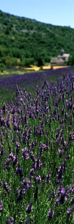 Lavender crop with a monastery in the backgroundAbbaye De Senanque, Provence-Alpes-Cote d'Azur, France by Panoramic Images wall art
