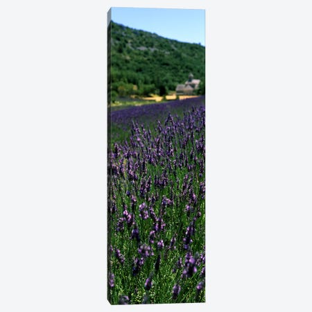 Lavender crop with a monastery in the backgroundAbbaye De Senanque, Provence-Alpes-Cote d'Azur, France Canvas Print #PIM7775} by Panoramic Images Canvas Art