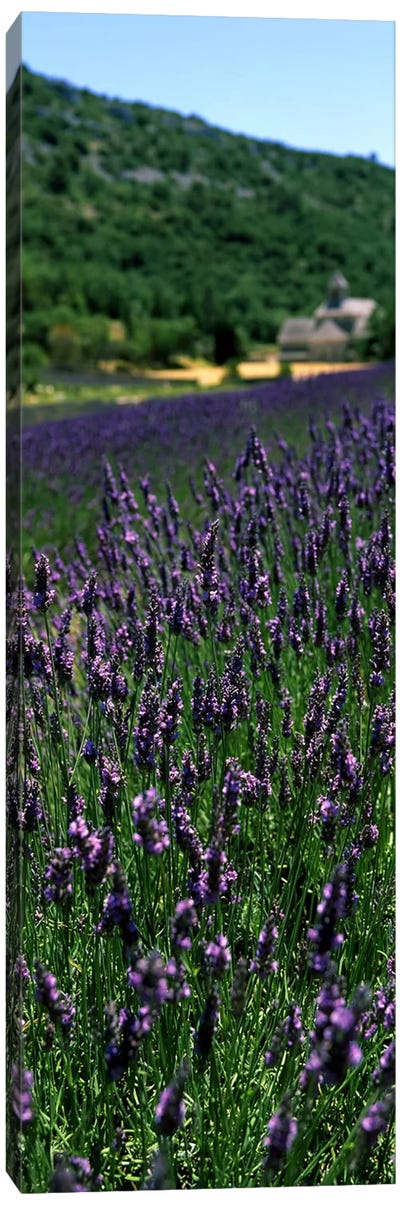 Lavender crop with a monastery in the backgroundAbbaye De Senanque, Provence-Alpes-Cote d'Azur, France Canvas Art Print - Pantone Ultra Violet 2018
