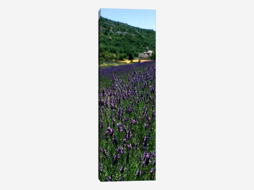 Lavender crop with a monastery in the backgroundAbbaye De Senanque, Provence-Alpes-Cote d'Azur, France by Panoramic Images 1-piece Art Print