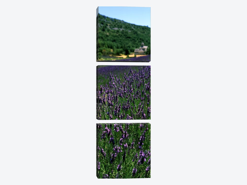 Lavender crop with a monastery in the backgroundAbbaye De Senanque, Provence-Alpes-Cote d'Azur, France by Panoramic Images 3-piece Art Print