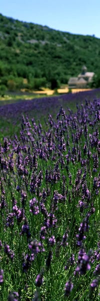 Lavender crop with a monastery in the backgroundAbbaye De Senanque, Provence-Alpes-Cote d'Azur, France