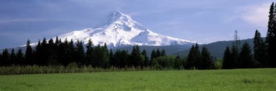 Forested Landscape With A Snow-Covered Mountt Hood (Wy'east) In The Background, Oregon, USA by Panoramic Images multi panel art