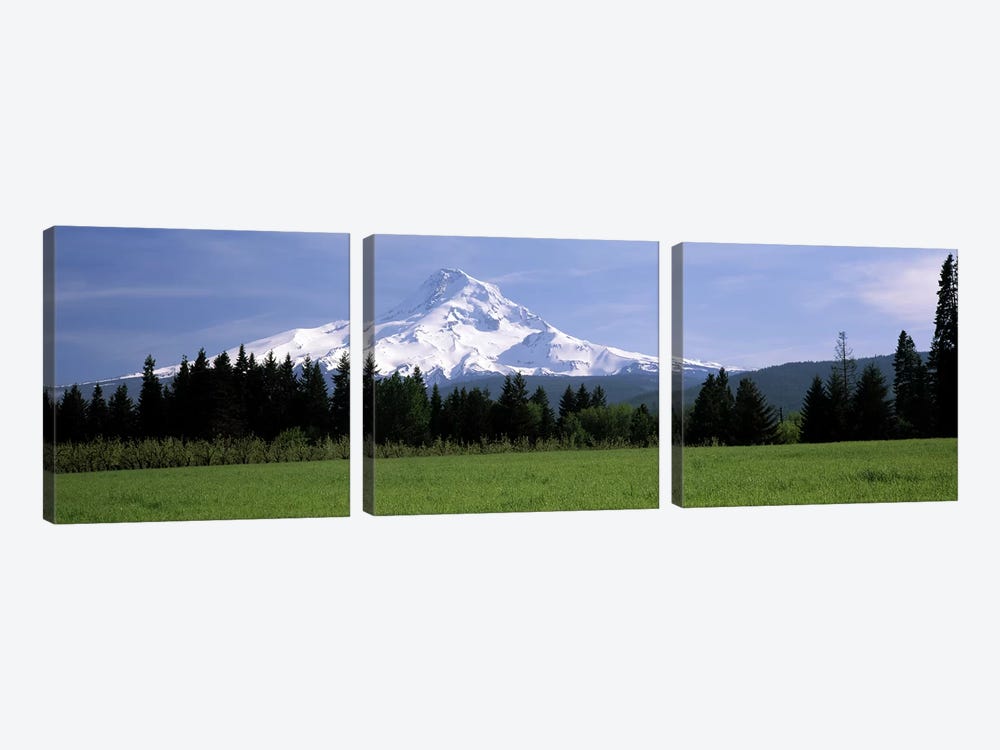 Forested Landscape With A Snow-Covered Mountt Hood (Wy'east) In The Background, Oregon, USA by Panoramic Images 3-piece Canvas Artwork
