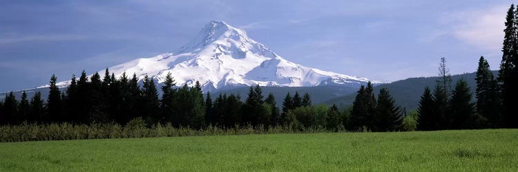 Forested Landscape With A Snow-Covered Mountt Hood (Wy'east) In The Background, Oregon, USA