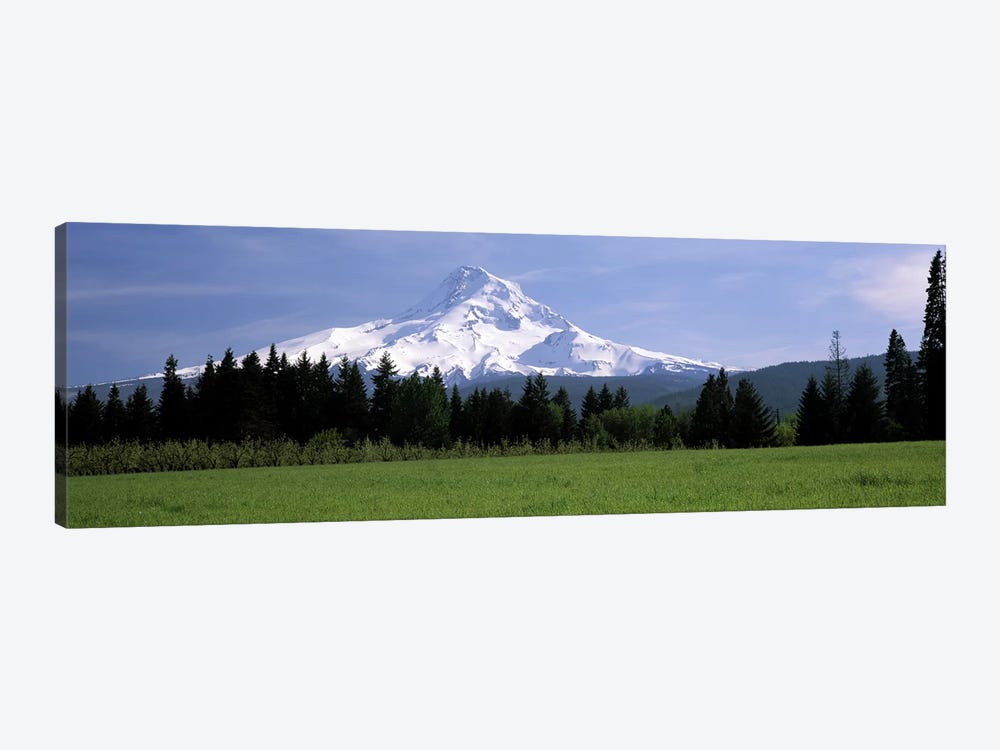 Forested Landscape With A Snow-Covered Mountt Hood (Wy'east) In The Background, Oregon, USA by Panoramic Images 1-piece Canvas Wall Art