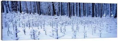 Snow covered trees on a landscape, Yosemite Valley, Yosemite National Park, Mariposa County, California, USA Canvas Art Print - Snowscape Art