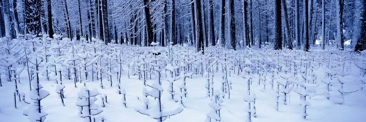 Snow covered trees on a landscape, Yosemite Valley, Yosemite National Park, Mariposa County, California, USA