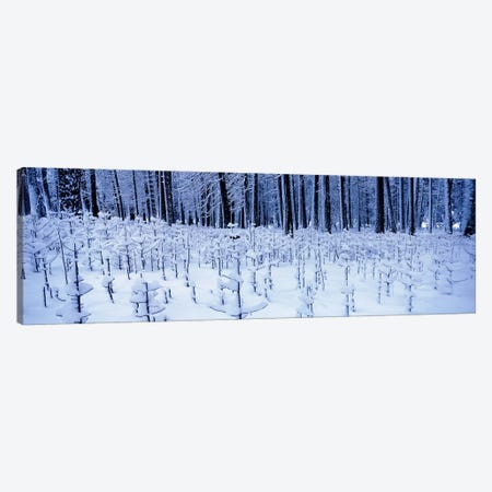 Snow covered trees on a landscape, Yosemite Valley, Yosemite National Park, Mariposa County, California, USA Canvas Print #PIM7804} by Panoramic Images Canvas Art