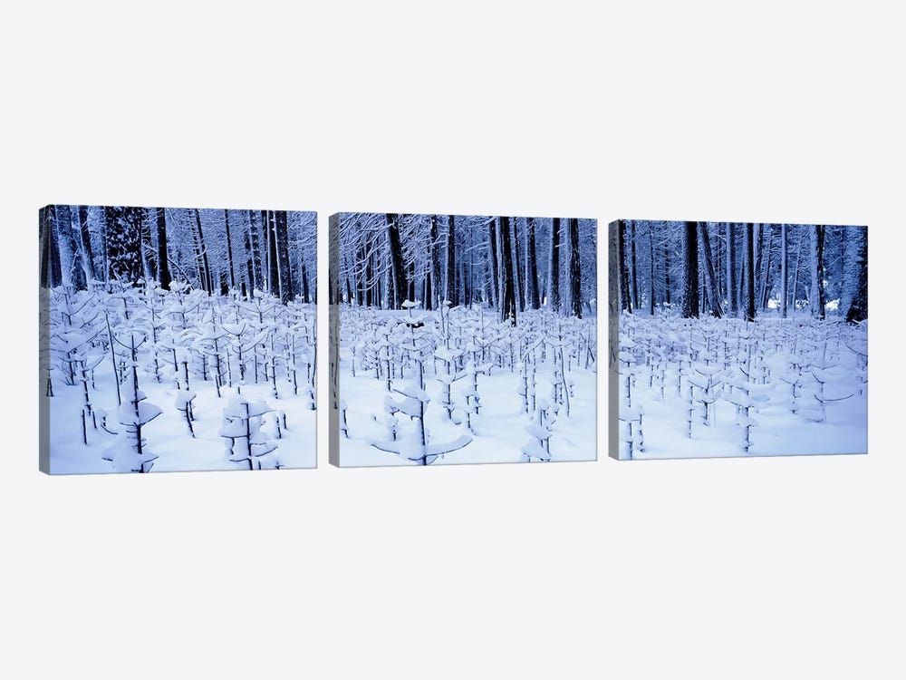 Snow covered trees on a landscape, Yosemite Valley, Yosemite National Park, Mariposa County, California, USA by Panoramic Images 3-piece Art Print