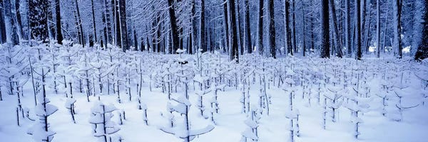 Yosemite National Park: Snow covered trees on a landscape, Yosemite Valley, Yosemite National Park, Mariposa County, California, USA by Panoramic Images