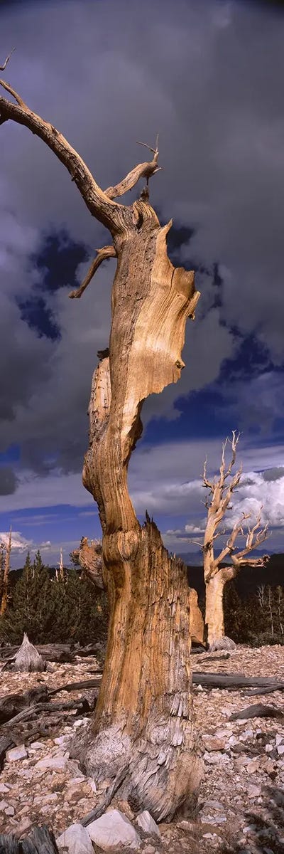 Bristlecone pine trees (Pinus longaeva) on a landscape, White Mountain, California, USA by Unknown Artist multi panel art