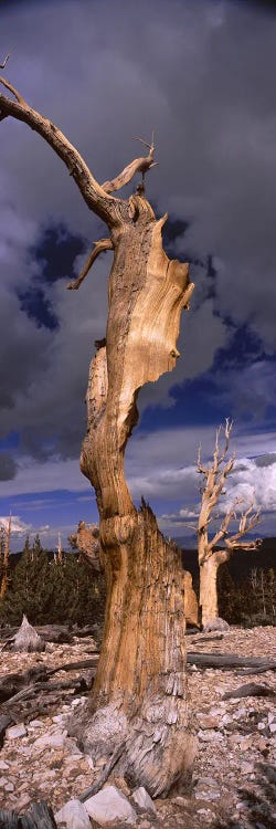 Bristlecone pine trees (Pinus longaeva) on a landscape, White Mountain, California, USA