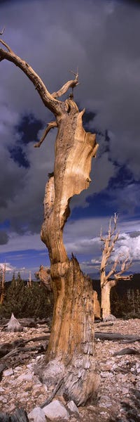 Bristlecone pine trees (Pinus longaeva) on a landscape, White Mountain, California, USA