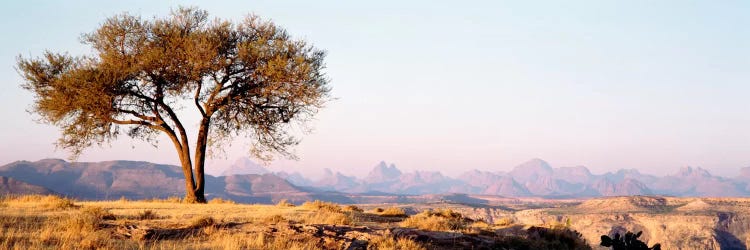 Lone Tree In An Arid Landscape, Mehakelegnaw, Tigray Region, Ethiopia