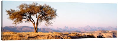 Lone Tree In An Arid Landscape, Mehakelegnaw, Tigray Region, Ethiopia Canvas Art Print