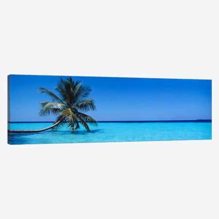 Tropical Seascape With A Lone Palm Tree, Republic Of Maldives Canvas Print #PIM796} by Panoramic Images Canvas Art Print