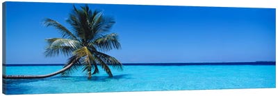 Tropical Seascape With A Lone Palm Tree, Republic Of Maldives Canvas Art Print - Nature Panoramics