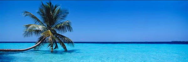 Panoramic Images: Tropical Seascape With A Lone Palm Tree, Republic Of Maldives by Panoramic Images