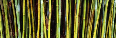 Bamboo trees in a botanical garden, Kanapaha Botanical Gardens, Gainesville, Alachua County, Florida, USA by Panoramic Images canvas print