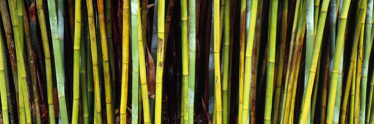 Bamboo trees in a botanical garden, Kanapaha Botanical Gardens, Gainesville, Alachua County, Florida, USA