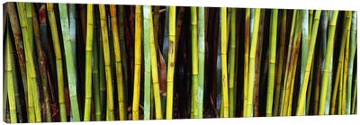 Bamboo trees in a botanical garden, Kanapaha Botanical Gardens, Gainesville, Alachua County, Florida, USA Canvas Art Print - Bamboo Art
