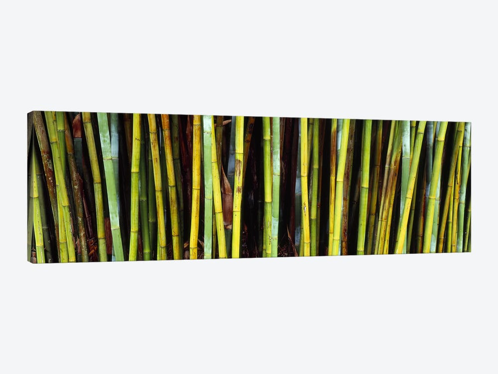 Bamboo trees in a botanical garden, Kanapaha Botanical Gardens, Gainesville, Alachua County, Florida, USA by Panoramic Images 1-piece Canvas Wall Art
