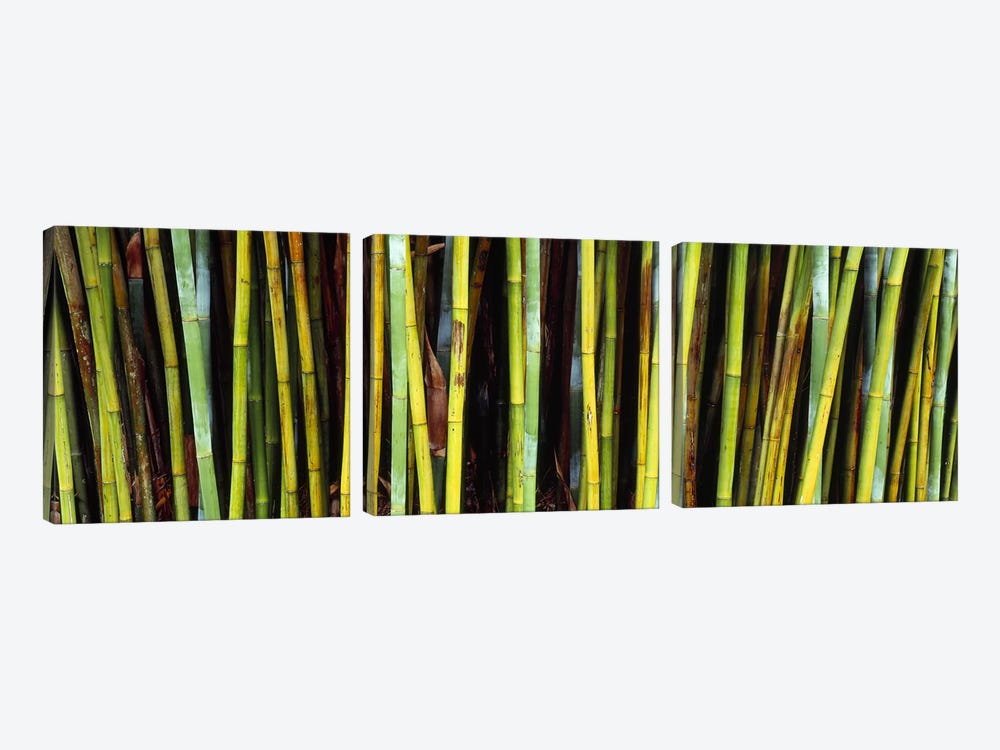 Bamboo trees in a botanical garden, Kanapaha Botanical Gardens, Gainesville, Alachua County, Florida, USA by Panoramic Images 3-piece Canvas Wall Art